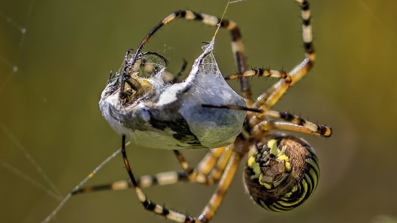 интересные факты о пауках